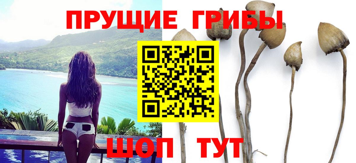 Галлюциногенные грибы Cubensis Сланцы